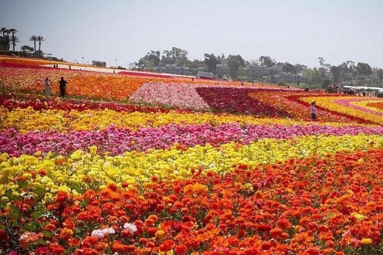 flower fields